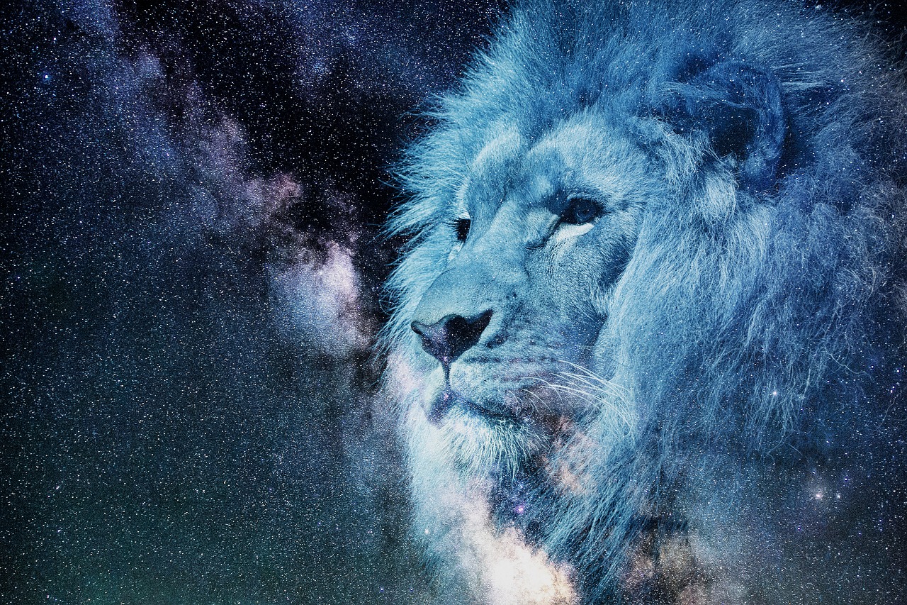 lion, starry sky, night-2400168.jpg